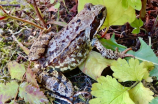 青蛙王国-新建的珍稀动物保护区