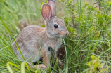 兔年说兔，这些有关兔子的小知识你都知道吗？